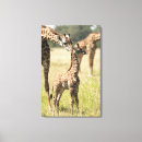 Buscar masai lienzos Animal