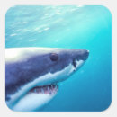 Buscar gran tiburón blanco pegatinas Vida silvestre