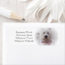 Buscar westies postales Westie dog