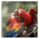 Buscar macaws azulejos Loro