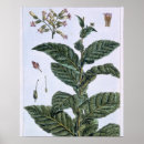 Buscar 1807 posters Fruta