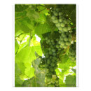 Buscar uvas fotografía Verde