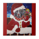 Buscar weimaraner azulejos Perros