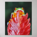 Buscar rana tropical posters Fauna