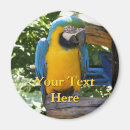 Buscar macaw imanes Colorido