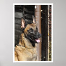 Buscar malinois posters Perro policía