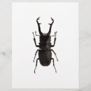 Buscar insectos flyers Naturaleza