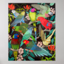 Buscar loros posters Cacatúa