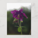 Buscar columbine fotografía Jardín