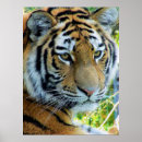 Buscar tigre siberiano posters Animal