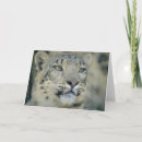 Buscar onza tarjetas Leopardos