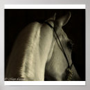 Buscar caballo árabe posters Blanco