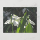 Buscar pequeñas flores blancas postales Gotas de nieve
