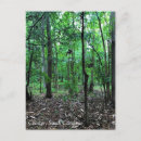 Buscar bosques postales Rural