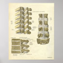 Buscar vértebras posters Anatomía