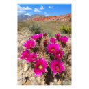 Buscar erizo fotografía Cactus