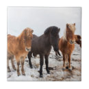 Buscar equus azulejos Danita delimont