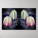 Buscar tulipanes blancos negros posters Floral