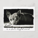 Buscar chihuahuas fotografía Perros