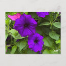 Buscar petunias postales Morado