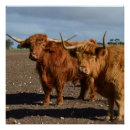 Buscar vacas marrones posters Peludo