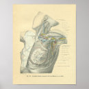 Buscar vasos sanguíneos posters Anatomía