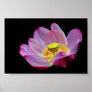 Buscar blume posters Blüte