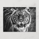 Buscar tigre blanco y negro postales Fotografía