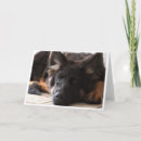 Buscar ojos del perrito tarjetas Perro