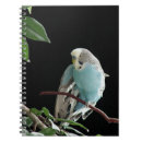 Buscar parakeet oficina escuela Budgerigar