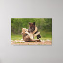 Buscar cachorro de lobo Lobos