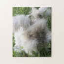 Buscar angora Conejito