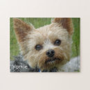 Buscar yorkie fotografía Terrier