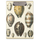 Buscar seashells oficina escuela Cáscara