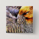 Buscar pájaros salvajes chapas Animales