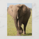 Buscar elefante africano postales Kenia