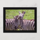 Buscar cebra postales Zoológico