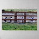 Buscar ganado australiano posters Heeler