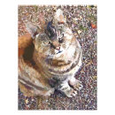 Buscar tabú fotografía Gatos