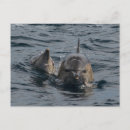 Buscar delfín en agua azul postales Para todos
