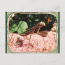 Buscar 64 postales Insectos