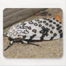 Buscar polilla alfombrillas de raton Insectos