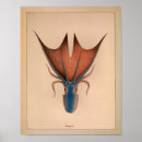 Buscar pulpo azul posters Océano