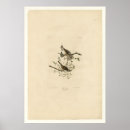 Buscar gorriones posters Pájaros