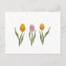 Buscar tulpen Tulipán