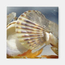 Buscar seashells imanes Cáscaras
