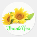 Buscar girasoles amarillos pegatinas Prometida