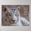 Buscar tigre de bengala blanco posters Animal