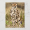 Buscar acinonyx postales Depredador