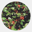 Buscar cerdo navidad postales Holly